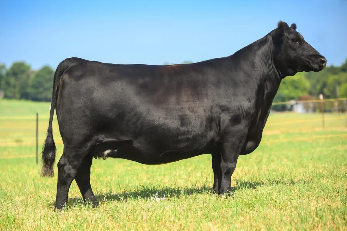 Circle S 5707 — Embryo Donor