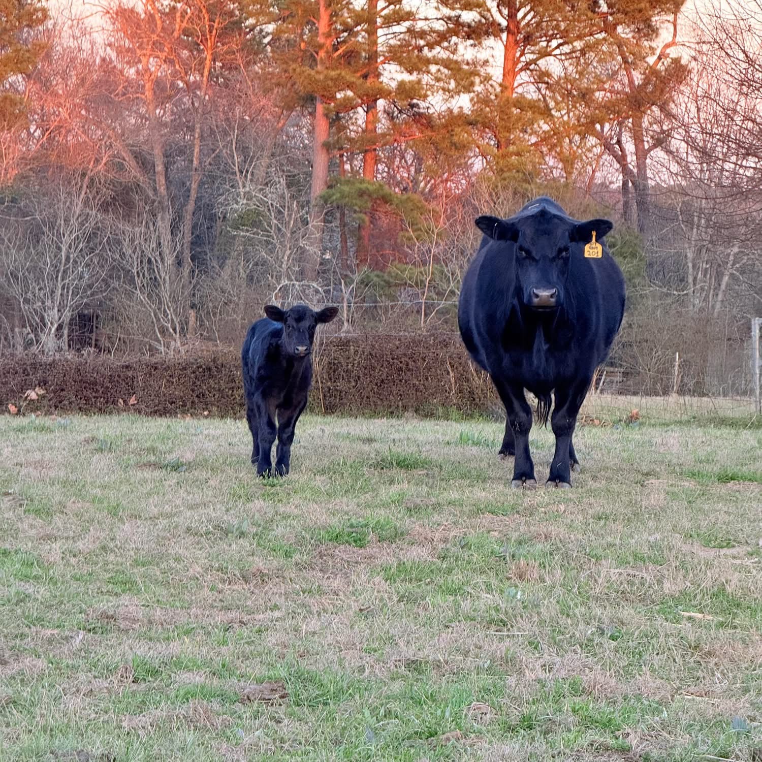 Cow and calf at the Aaron family ranch