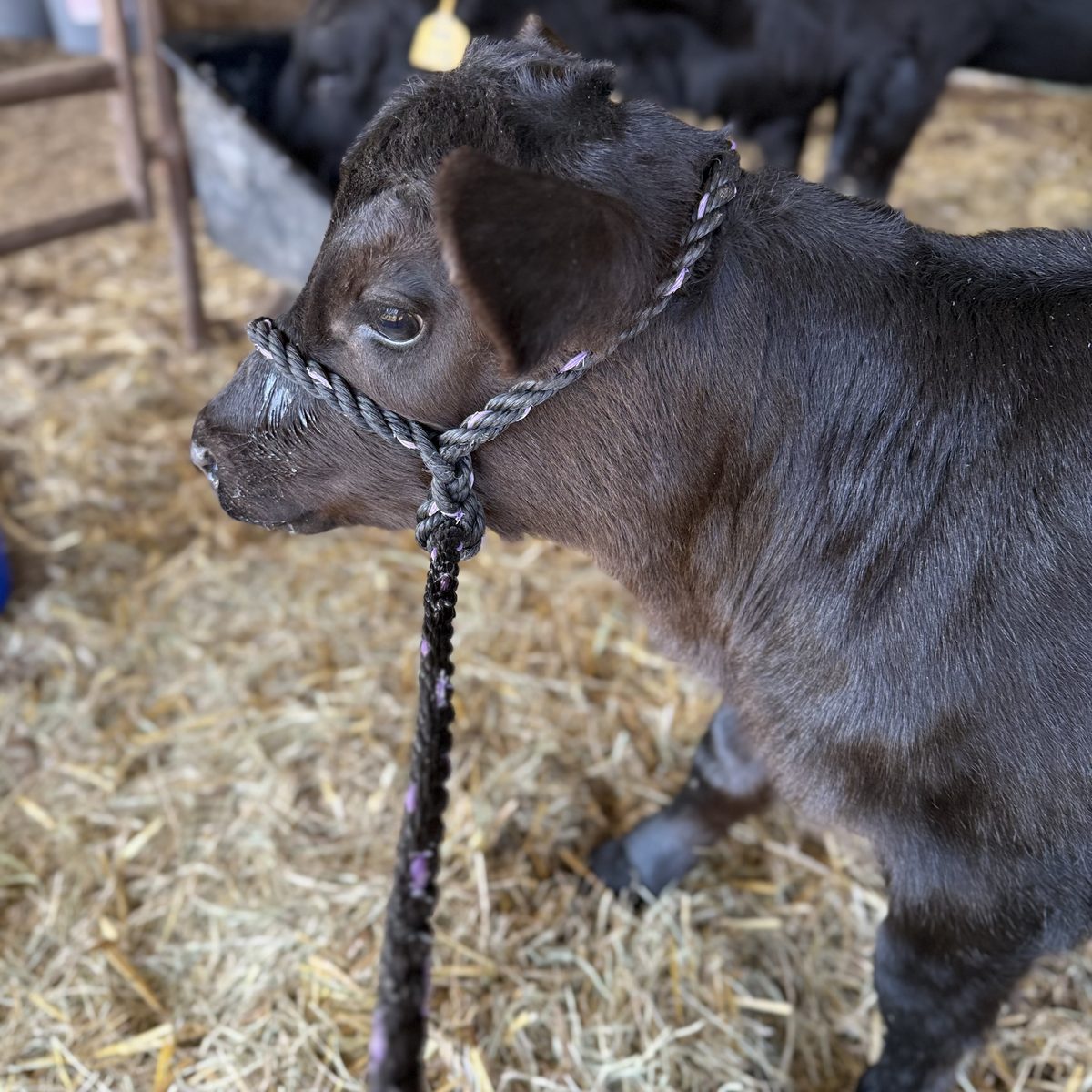 A calf raised by the Aaron family