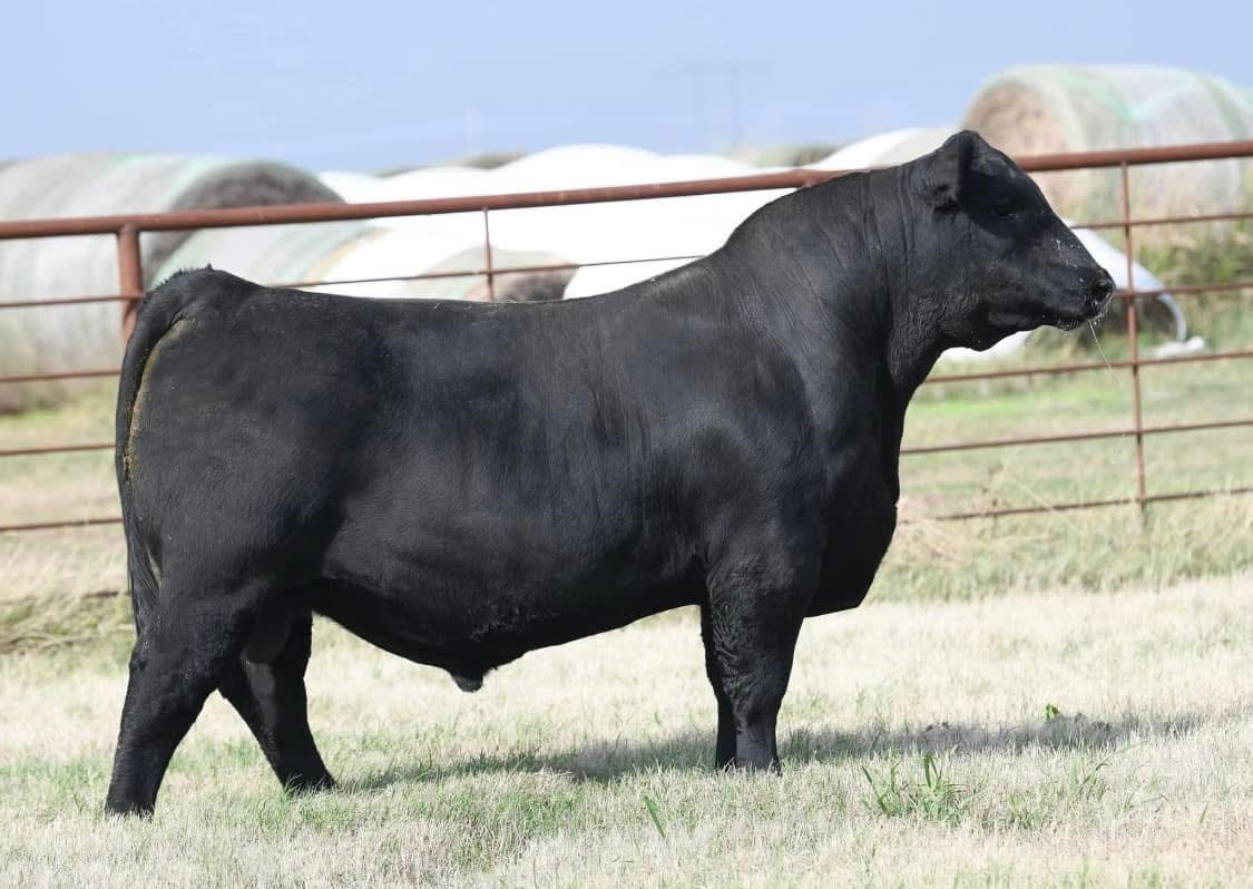 El Jefe — Ryon Cox Angus Bull