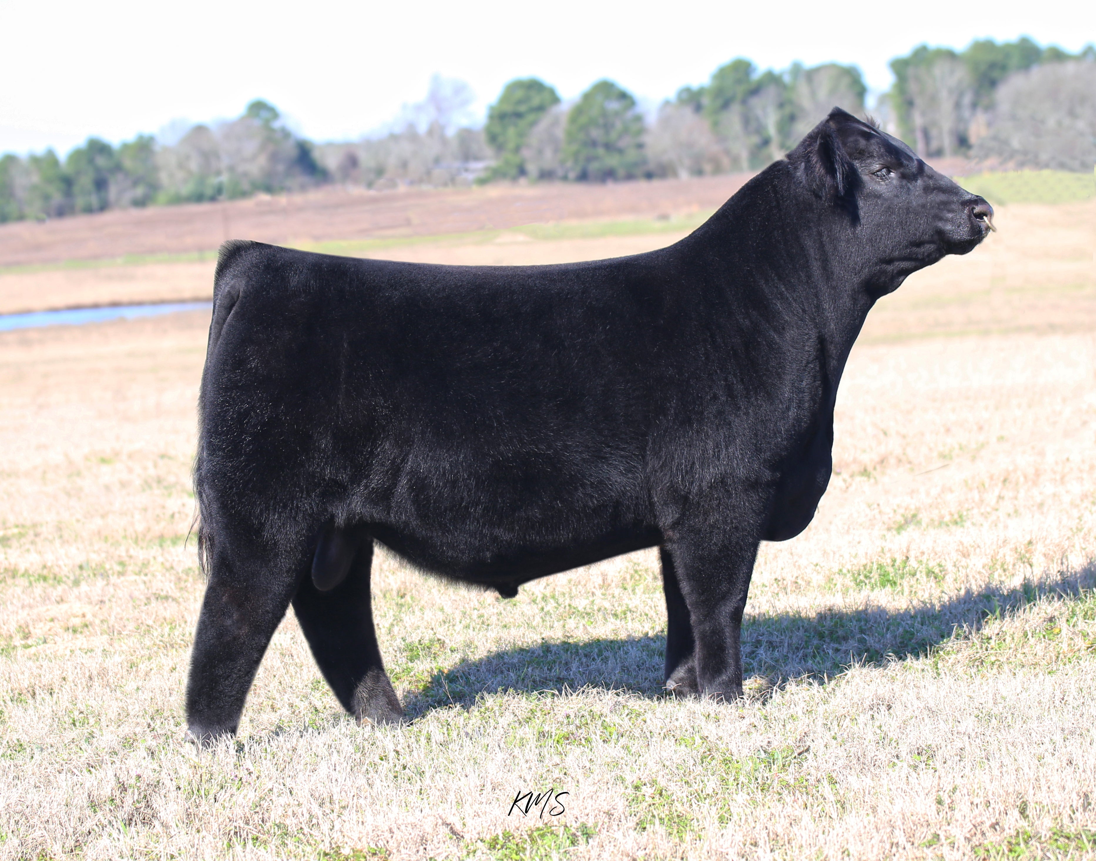 Circle S Moxy 406 — Champion Angus Bull